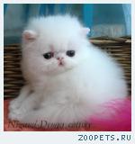 персидские котята