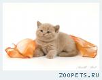 Британский лиловый котенок.