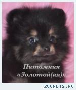 Шпиц миниатюрный немецкий (померанский)  щенки купить