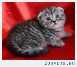 Шотландский вислоухий КОТИК