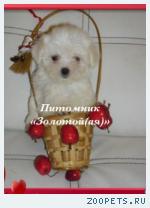 Купить щенка мальтезе, мальтийской болонки мини и стандарт