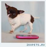Щенки чихуахуа г/ш МИНИ