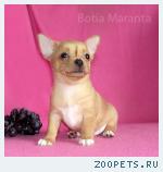 Чихуа  мальчик цвета изабелла!