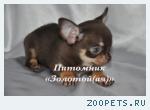 Чихуахуа щенки продажа