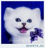 Эксклюзивные британские котята серебристая шиншилла-пойнт