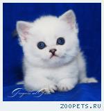 Эксклюзивные британские котята серебристая шиншилла-пойнт