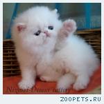 белоснежные персидские котята