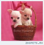 Чихуахуа щенки, редкие окрасы, недорого!  