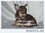 Чихуахуа щенки продажа