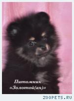 Шпиц миниатюрный немецкий (померанский)  щенки купить