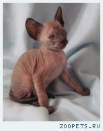 Корниш-рекс кудрявые котята