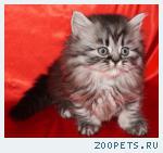 Шотландские котята и Хайленд
