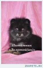 Шпиц миниатюрный немецкий (померанский)  щенки купить