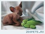 Корниш-рекс котята