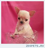 Чихуахуа, красивые и здоровые щенки, РАСПРОДАЖА!