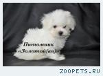 Купить щенка мальтезе, мальтийской болонки мини и стандарт