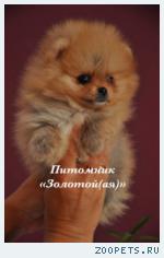 Шпиц миниатюрный немецкий (померанский)  щенки купить