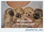 ШПИЦ НЕМЕЦКИЙ МИНИАТЮРНЫЙ (КАРЛИКОВЫЙ, ПОМЕРАНСКИЙ)