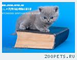 Продаются голубые британские котята.