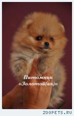 Щенки Немецкого (Померанского) миниатюрного шпица купить