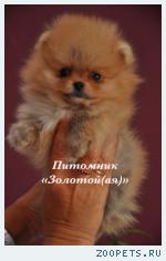 Щенки Немецкого (Померанского) миниатюрного шпица купить
