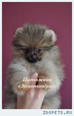 Щенки миниатюрного шпица (померанский, карликовый, цвергшпиц)