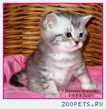 Британские котята вискас из питомника VIVIAN.