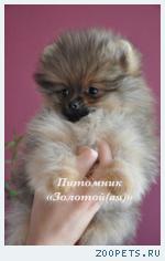 Щенки миниатюрного шпица (померанский, карликовый, цвергшпиц)