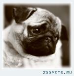 Мопса щенки