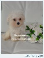 Купить щенка мальтезе, мальтийской болонки мини и стандарт