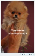 Щенки миниатюрного шпица (померанский, карликовый, цвергшпиц)