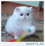 Белоснежная персидская кошечка-гордость вашего дома