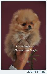 ШПИЦ НЕМЕЦКИЙ МИНИАТЮРНЫЙ (КАРЛИКОВЫЙ, ПОМЕРАНСКИЙ)