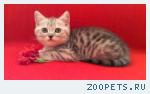 Британские котята вискас