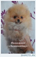 Померанский шпиц, щенки померанского шпица разных окрасов