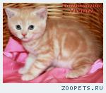 Британские котята красный мрамор на серебре из питомника VIVIAN.