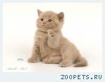 Лиловые британские котята.