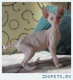 Корниш-рекс кудрявые котята