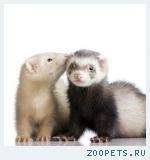 Хорьки домашние