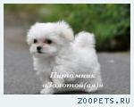  Купить щенка мальтезе, мальтийской болонки мини и стандарт