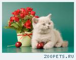Британский котёнок