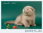 Шотландские вислоухие котята 