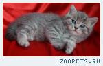 Шотландские прямоухие котята