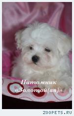  Купить щенка мальтезе, мальтийской болонки мини и стандарт
