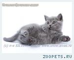 Голубые британские котята элитных кровей.