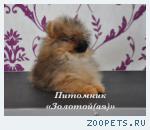 Щенки миниатюрного шпица (померанский, карликовый, цвергшпиц)