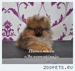 Щенки миниатюрного шпица (померанский, карликовый, цвергшпиц)