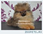 Щенки миниатюрного шпица (померанский, карликовый, цвергшпиц)