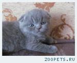 Вислоухие  и британские  котята