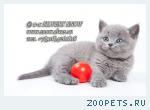 Чистопородные голубые британские котята.